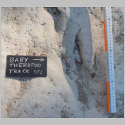 08-DSCN0453cr Baby BT2.jpg